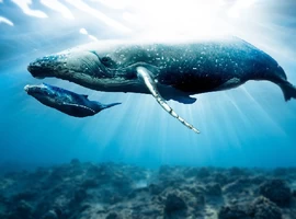 Как криптовалютные киты скрывают свою личность